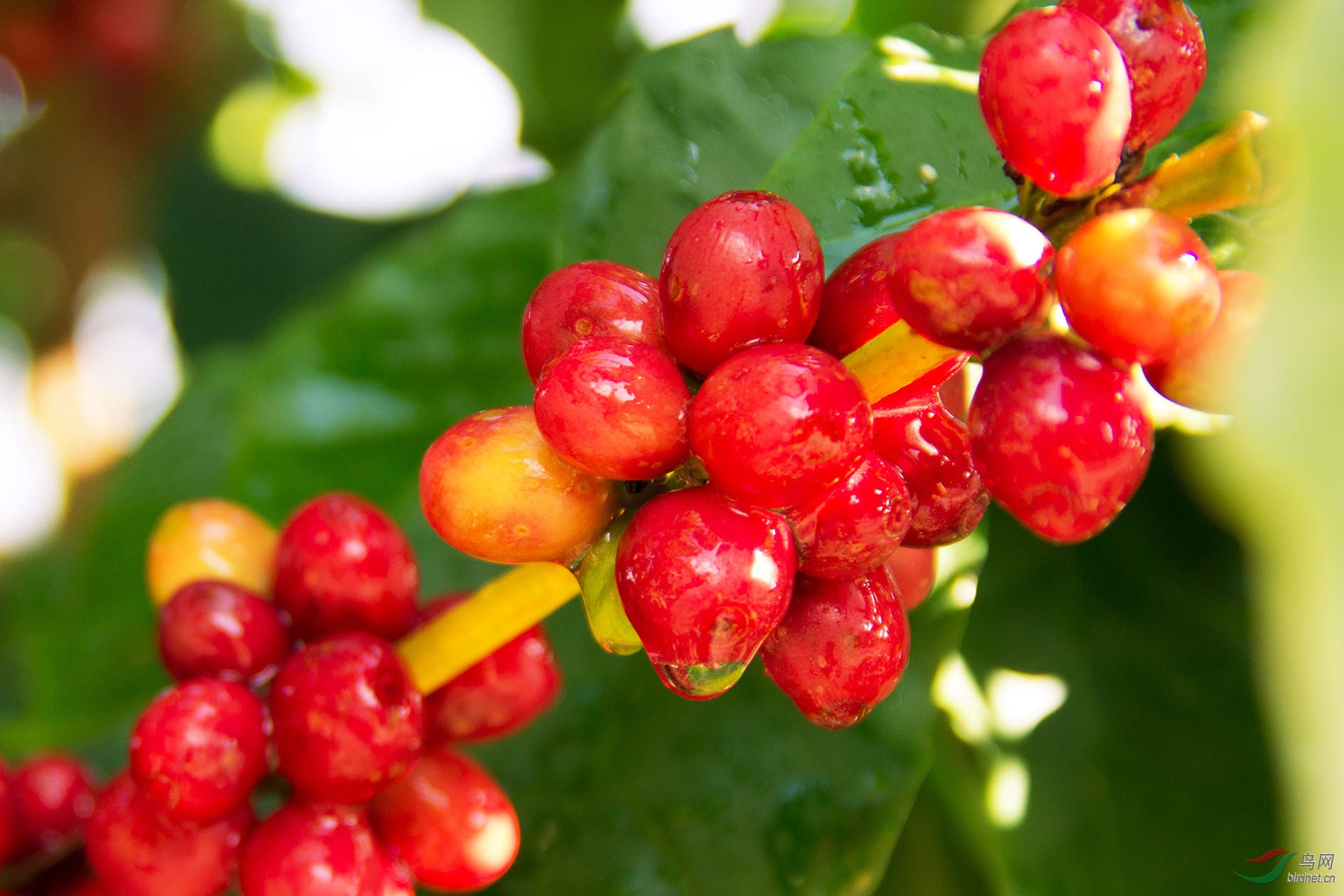 云南省保山市隆阳区潞江坝小粒咖啡