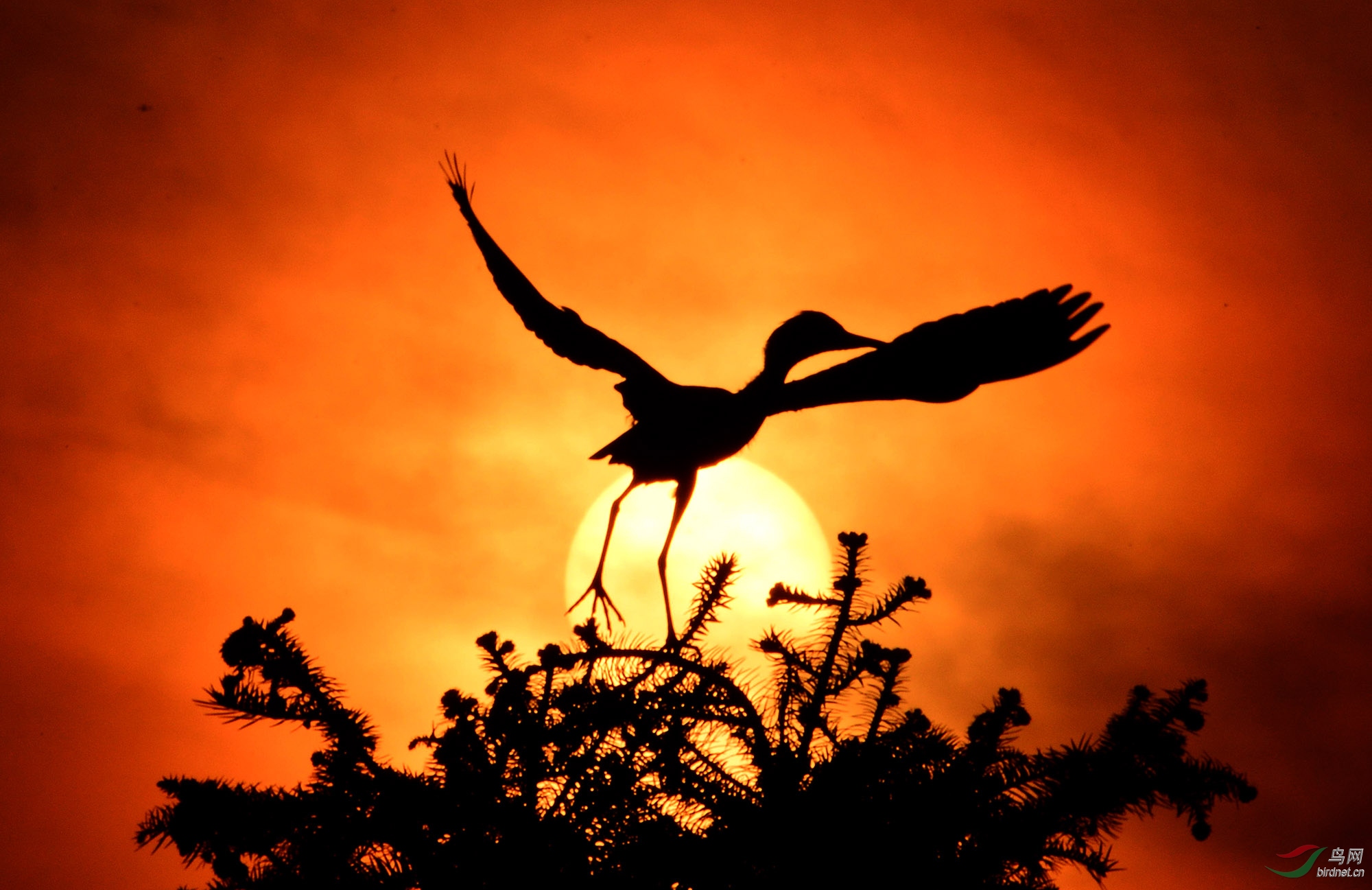 ����� (1).jpg