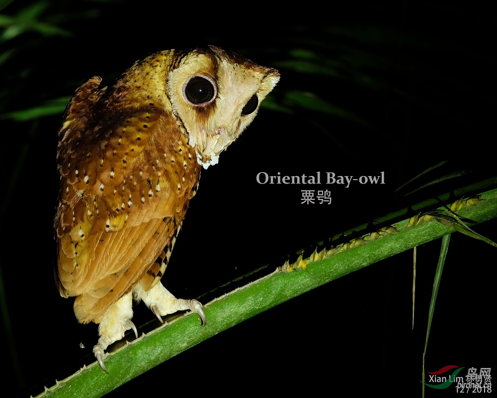 栗鸮oriental bay-owl