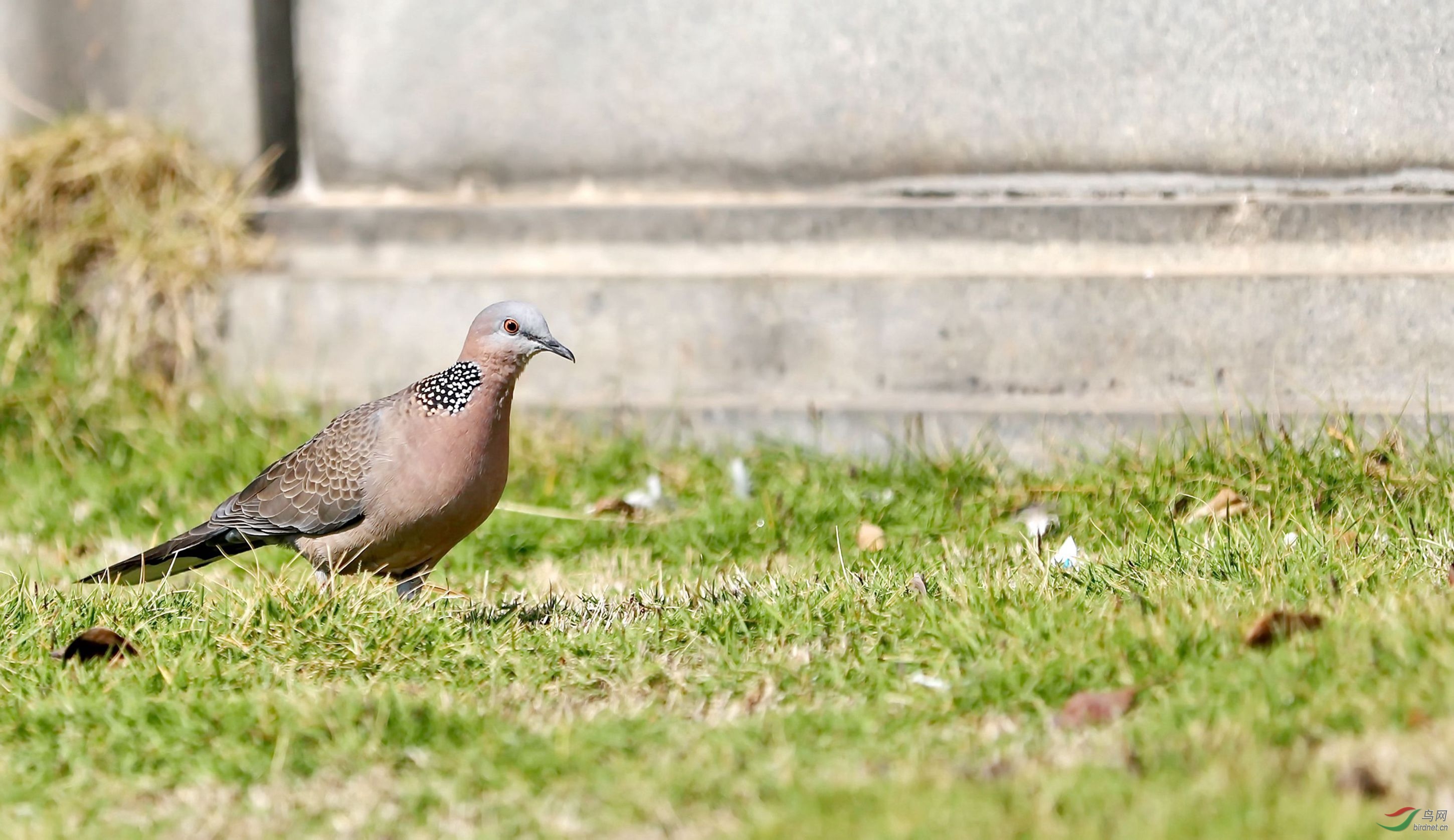 环颈斑鸠 - 台湾版 taiwan 鸟网