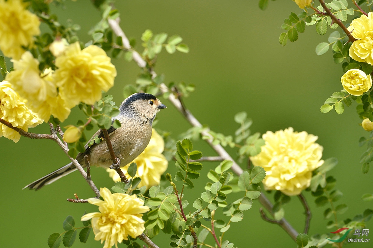 ������βɽȸ