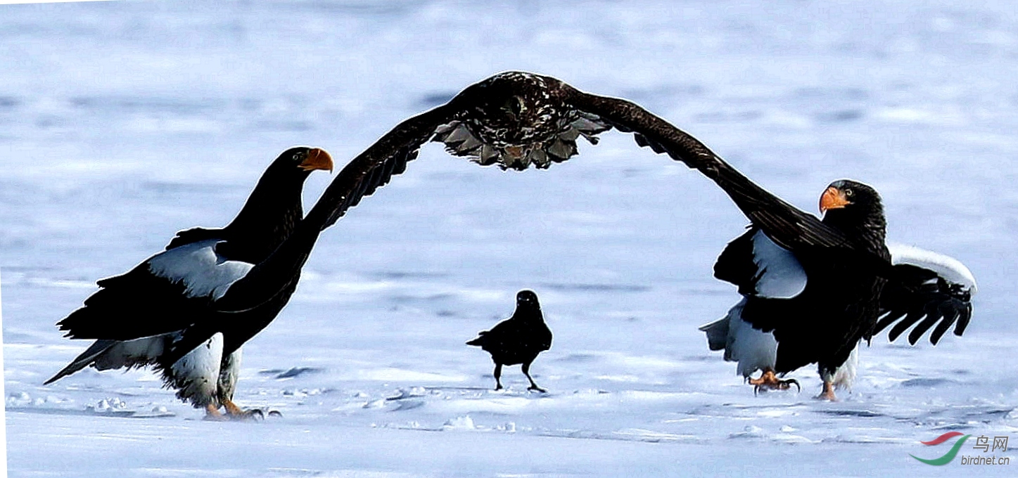 虎头,白尾,乌鸦