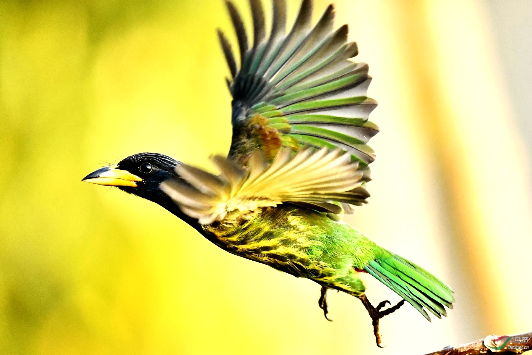 飞--大拟啄木鸟