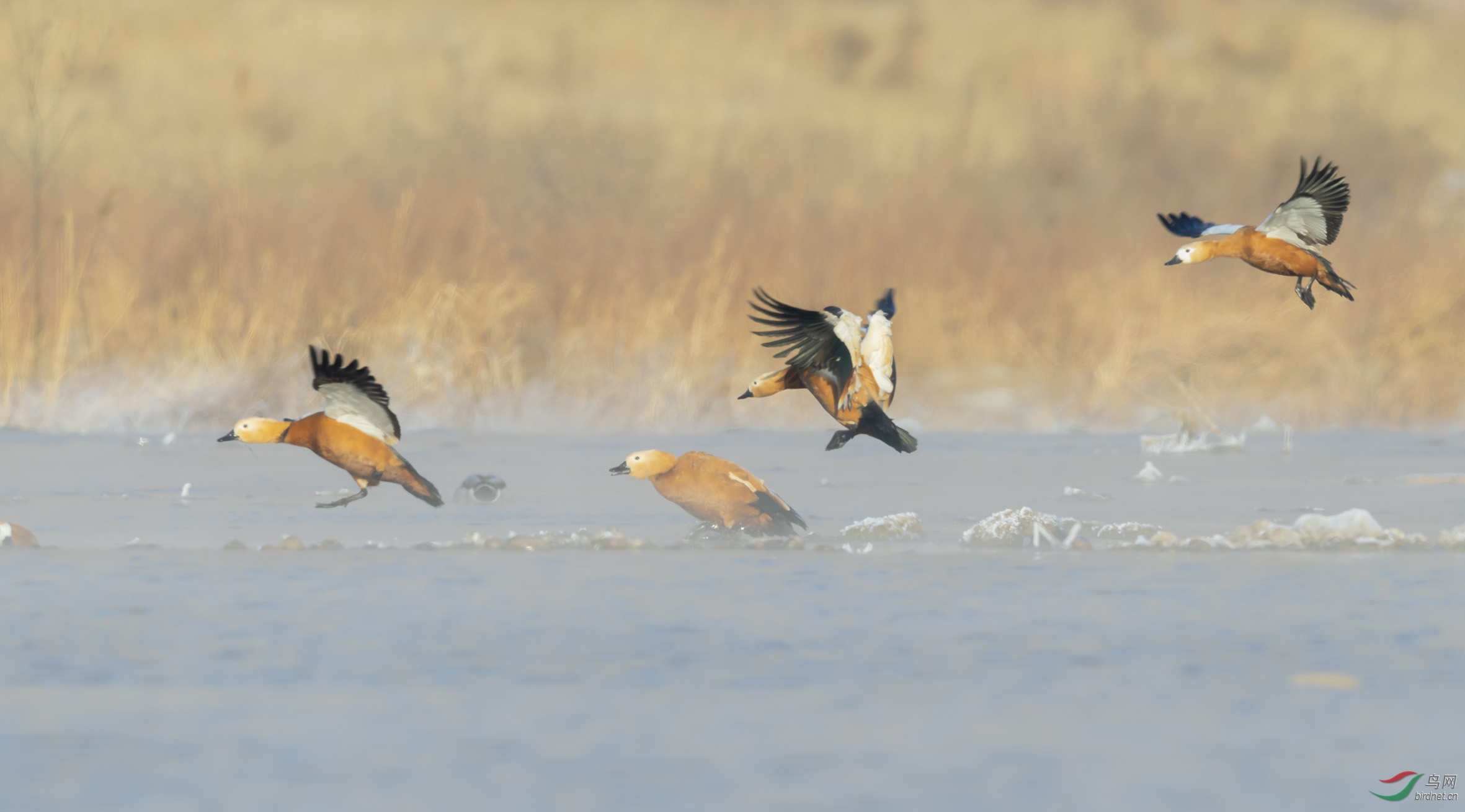 ���н���ĳ���Ѽ