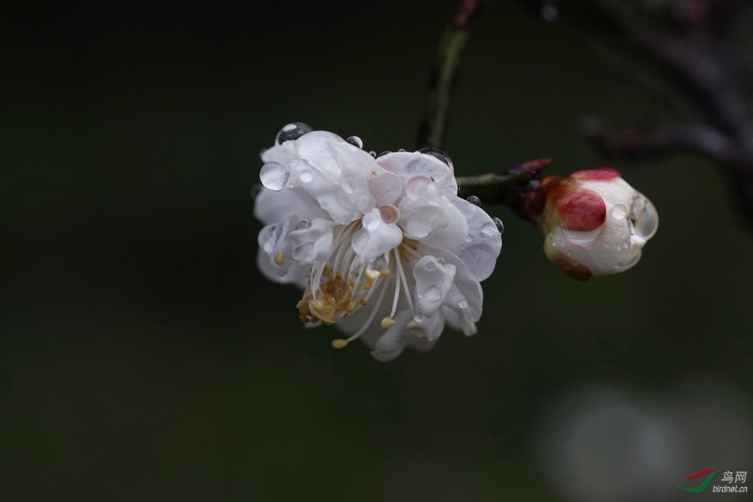 雨中玉蝶龙游梅