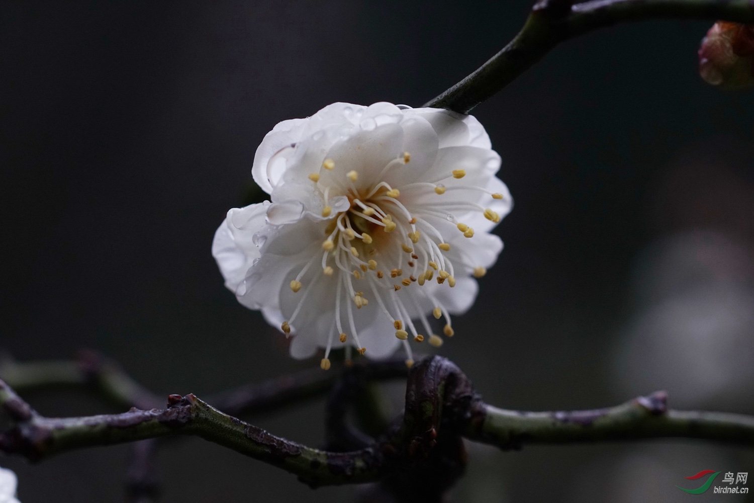 雨中玉蝶龙游梅