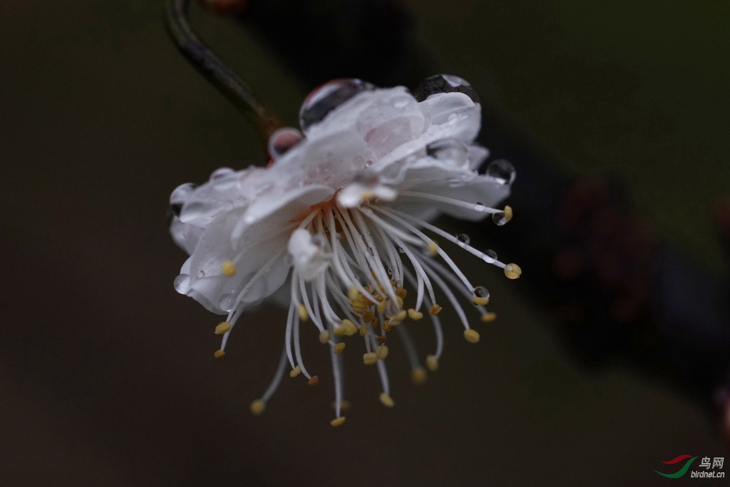 雨中玉蝶龙游梅