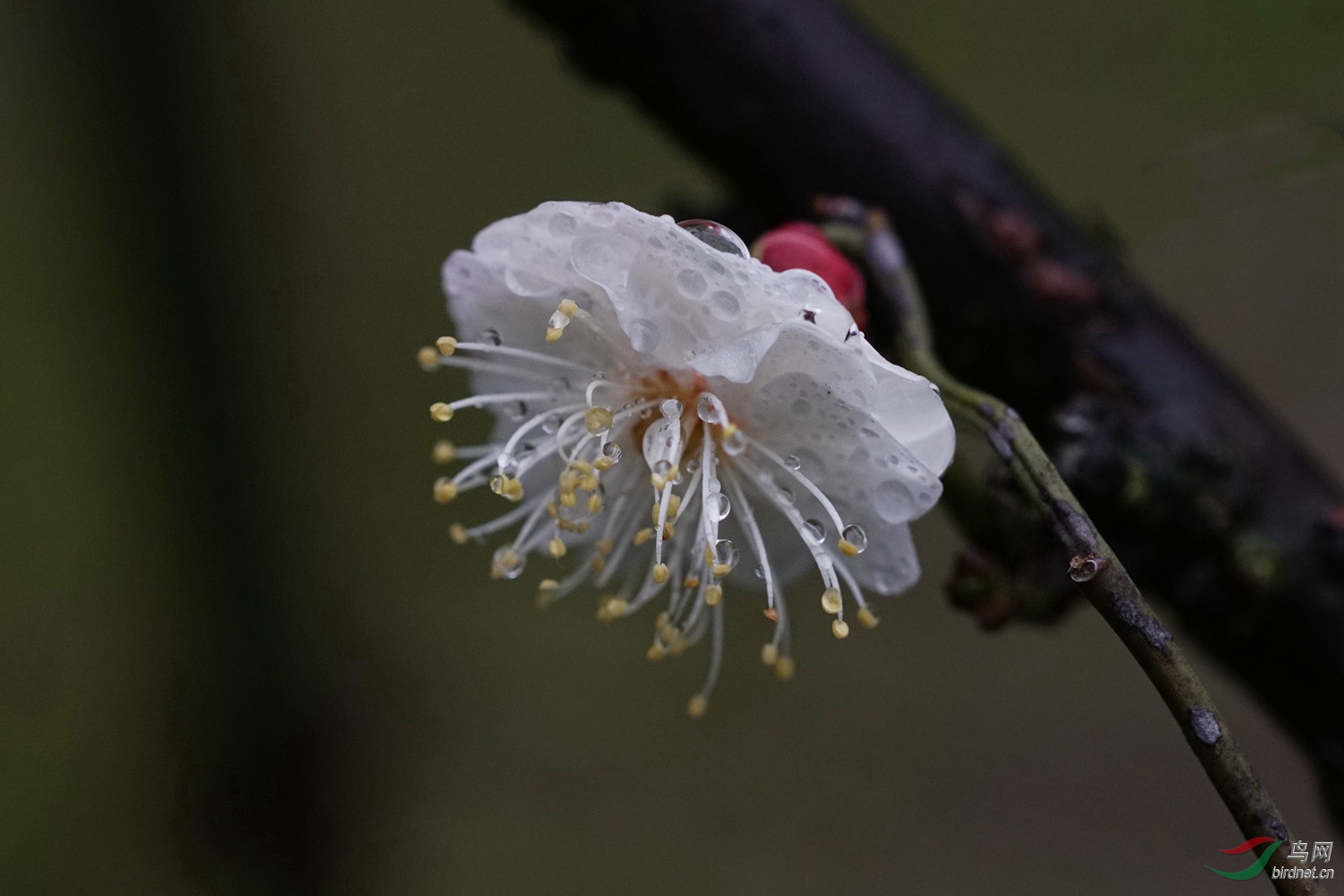 雨中玉蝶龙游梅
