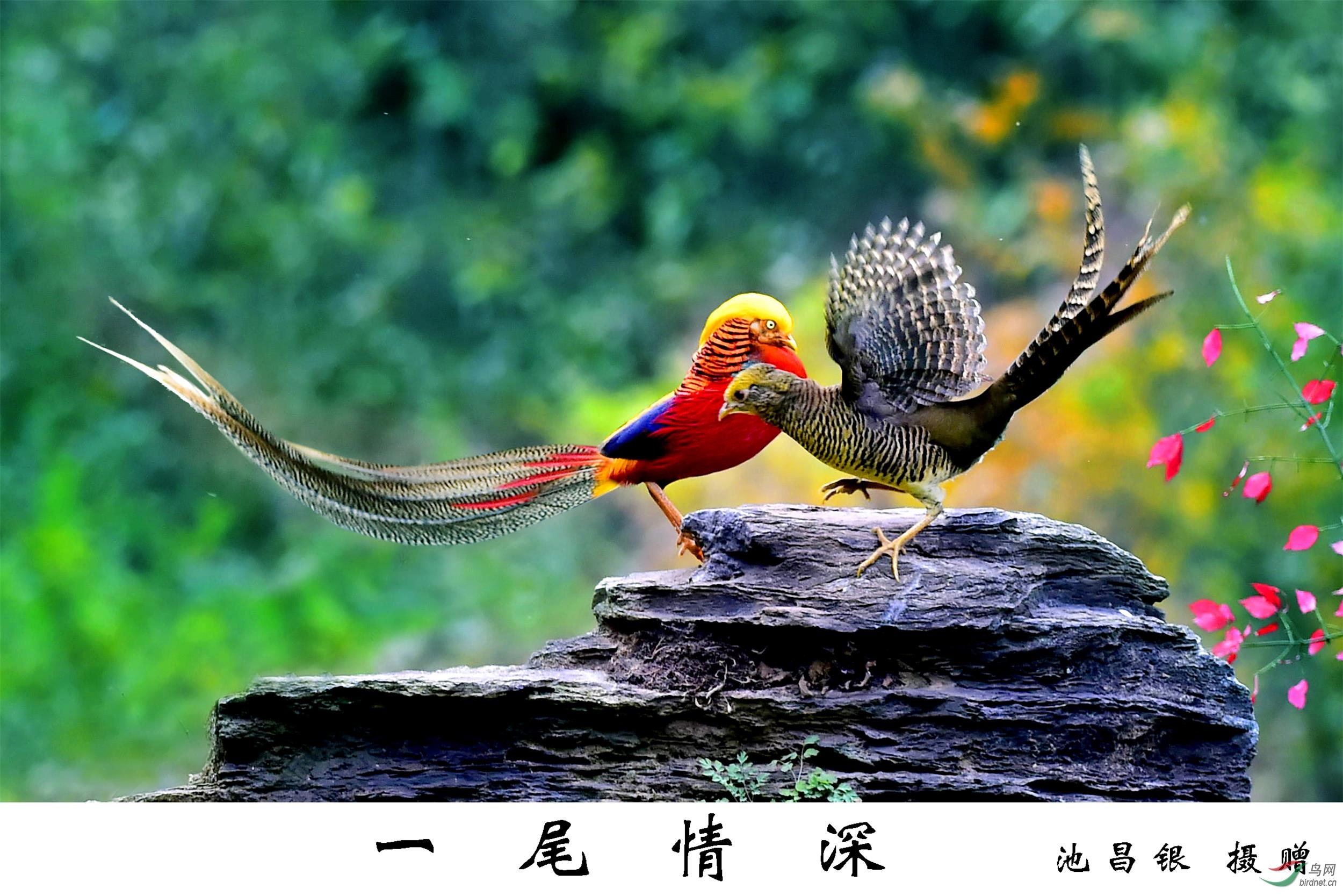 _DSC9249_副本 拷贝-.jpg