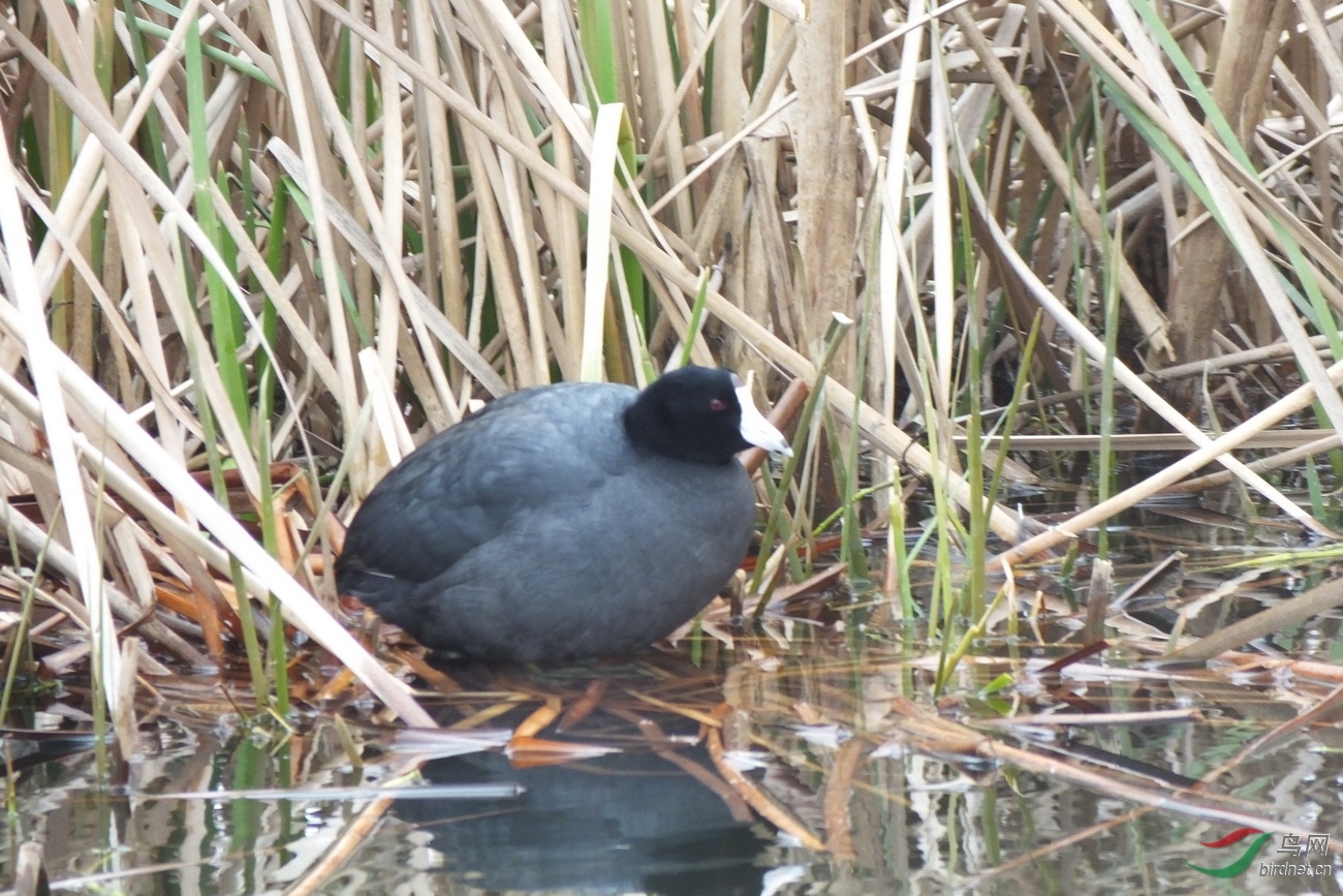 9-���ް׹Ƕ���