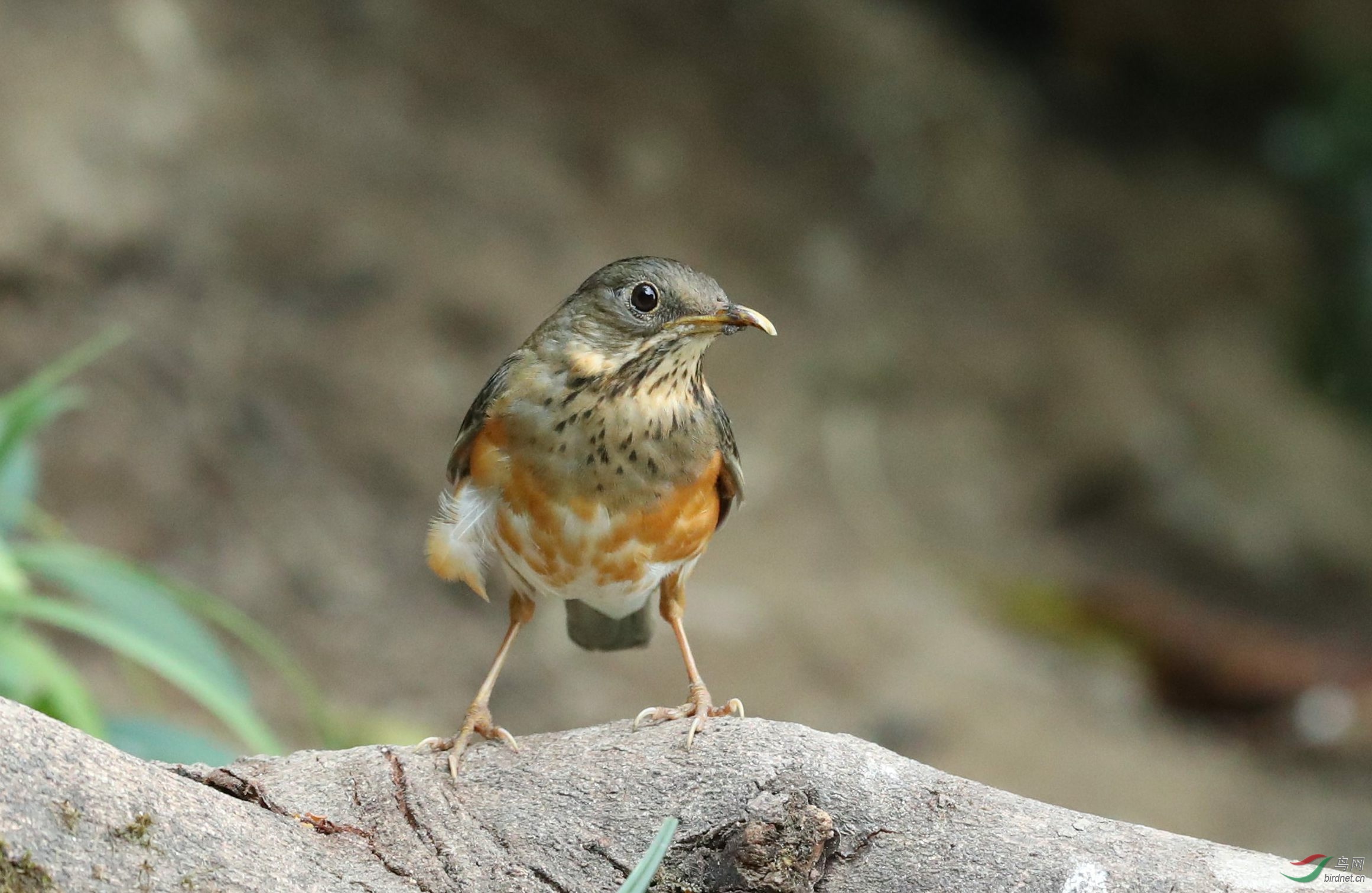 灰背鸫 - 贵州版 guizhou 鸟网
