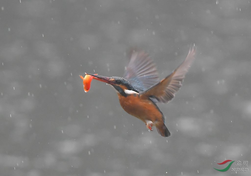 DSC_6678_����.jpg
