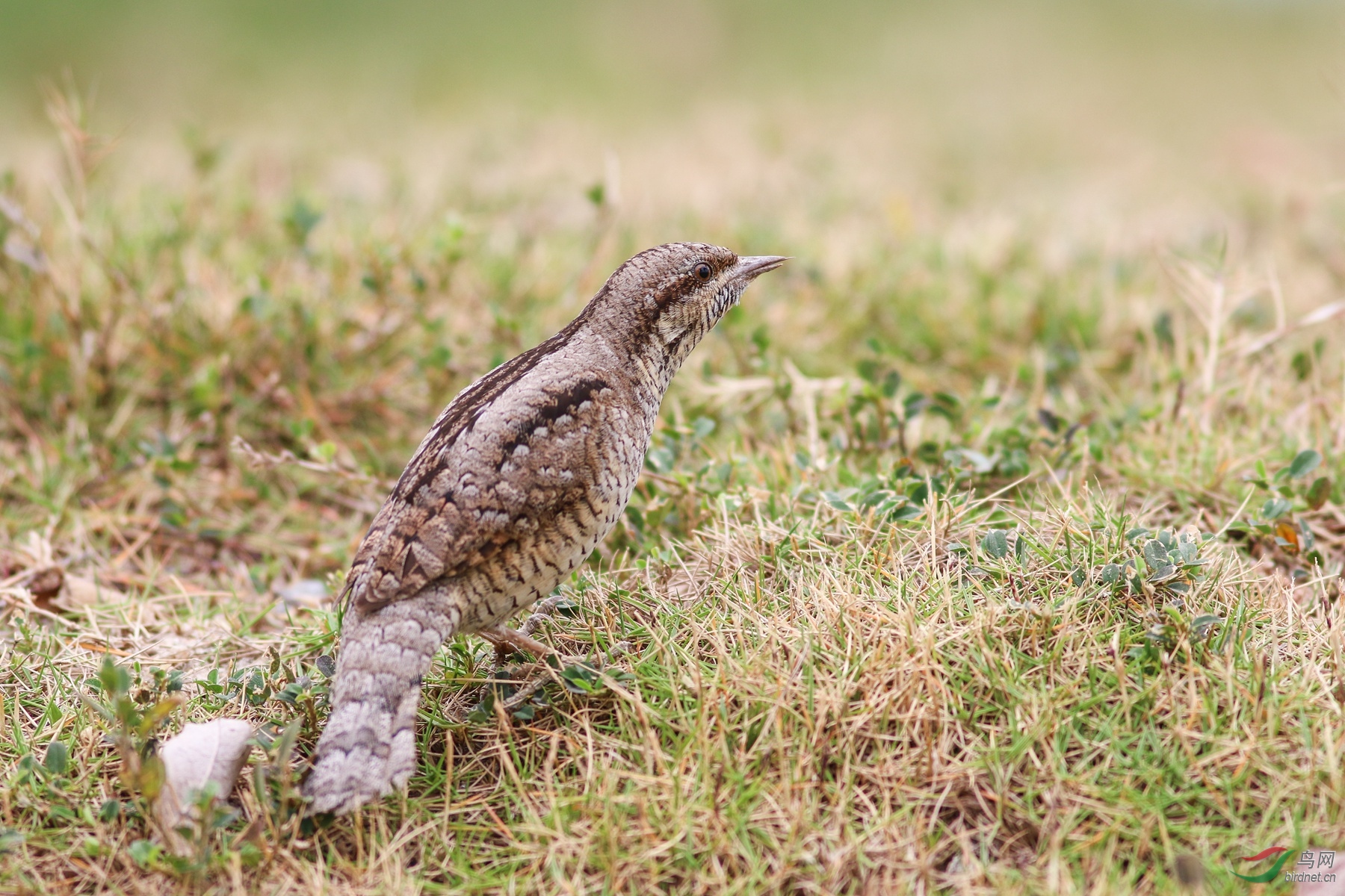 蚁鴷- 西藏版 xizang 鸟网