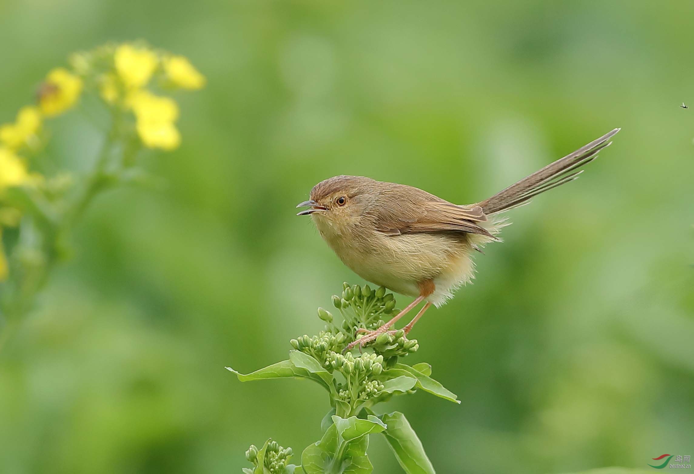 鹪莺-3 - 福建版 fujian 鸟网