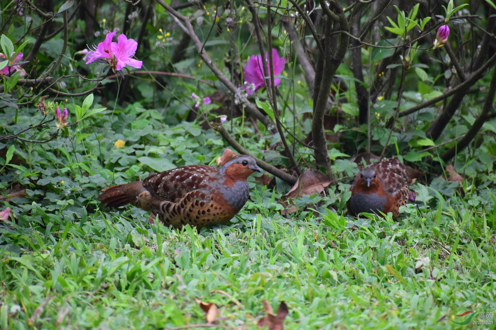 DSC_4615.JPG