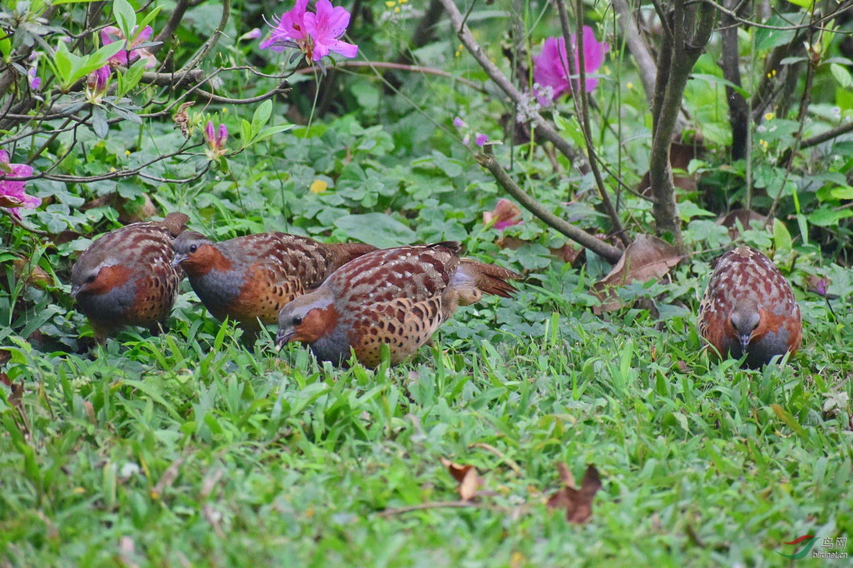 DSC_4618.JPG