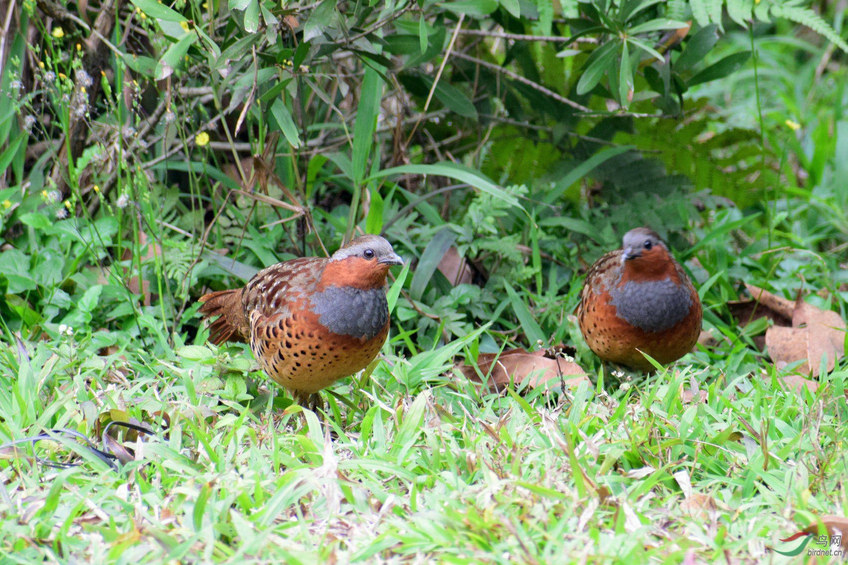 DSC_4654.JPG
