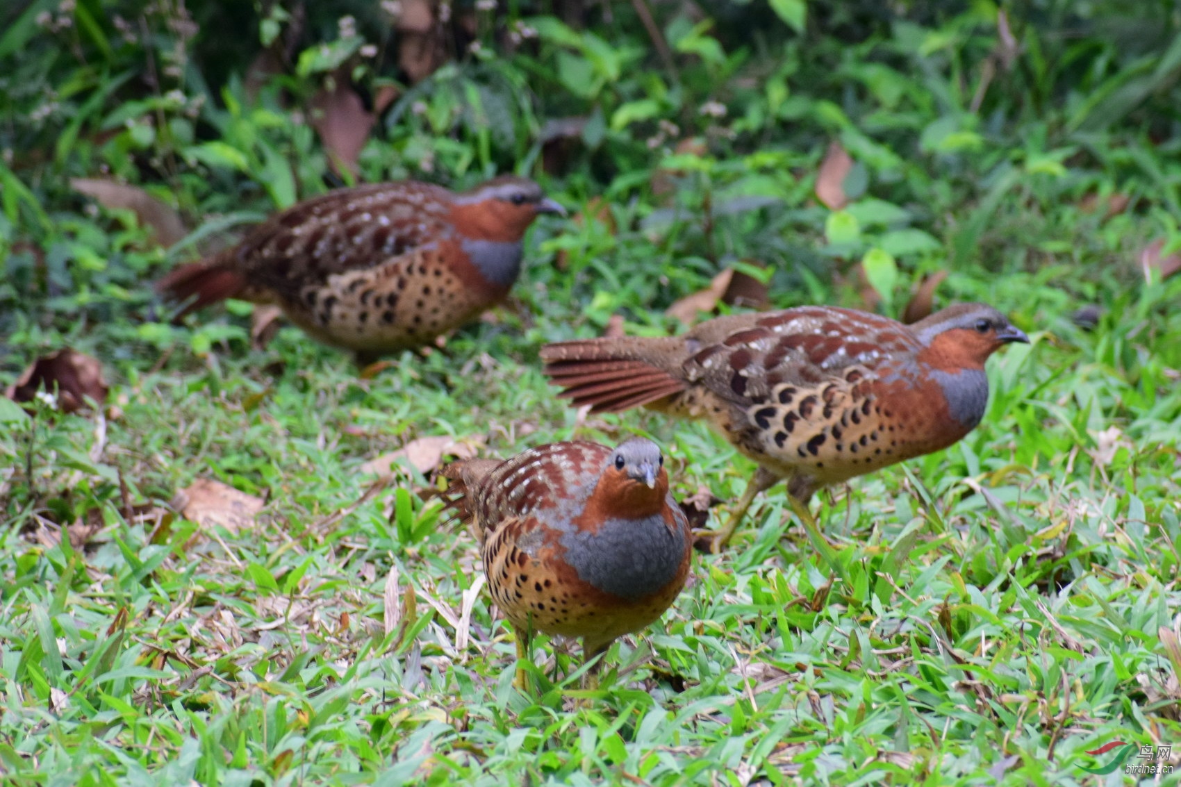 DSC_4642.JPG