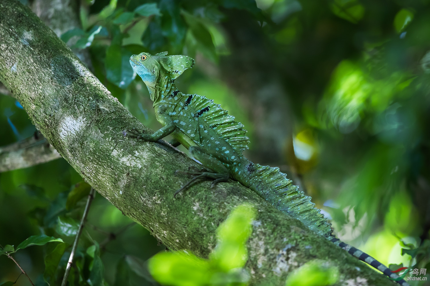 双冠蜥蜴祝贺首页精华