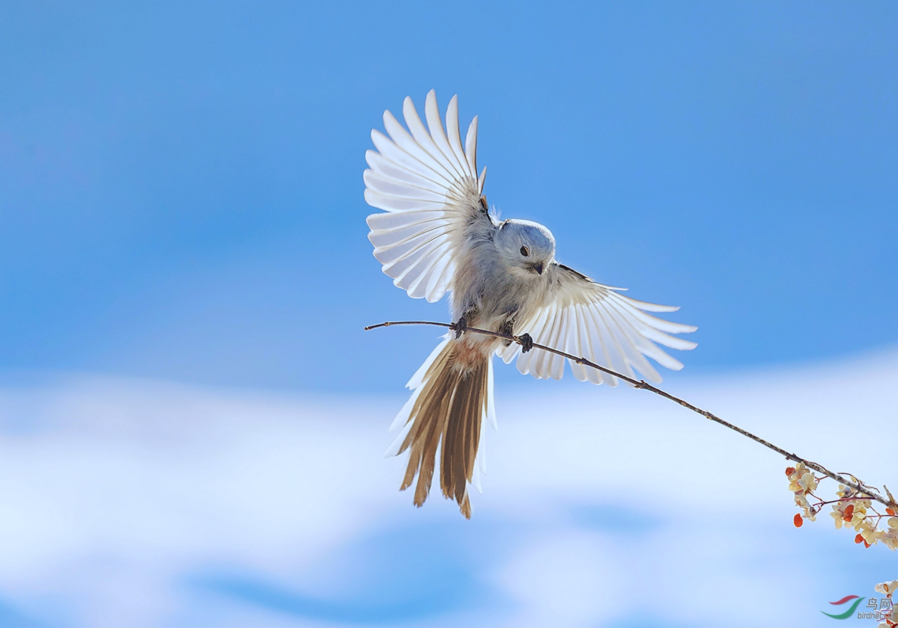 【祝贺获得首页精华】 - 江西版 jiangxi 鸟网