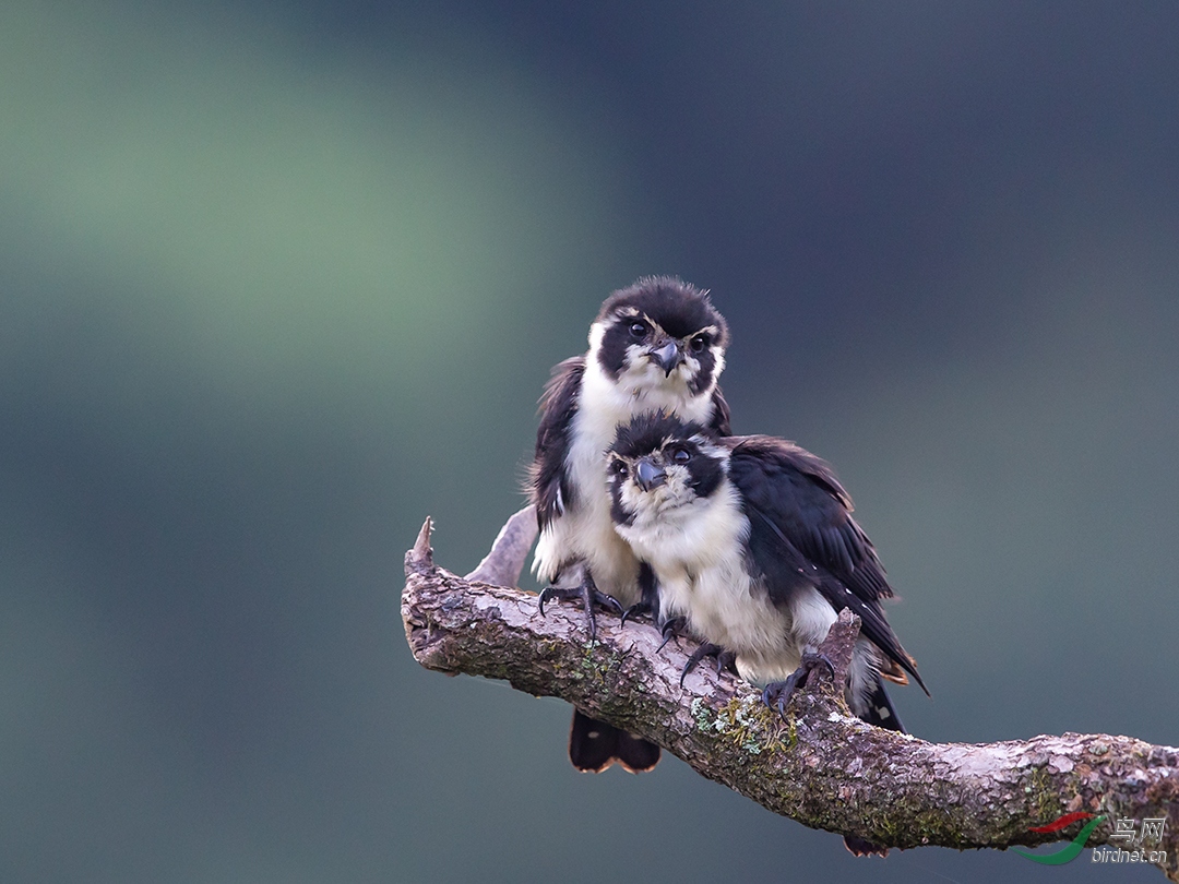 �������ֵ�