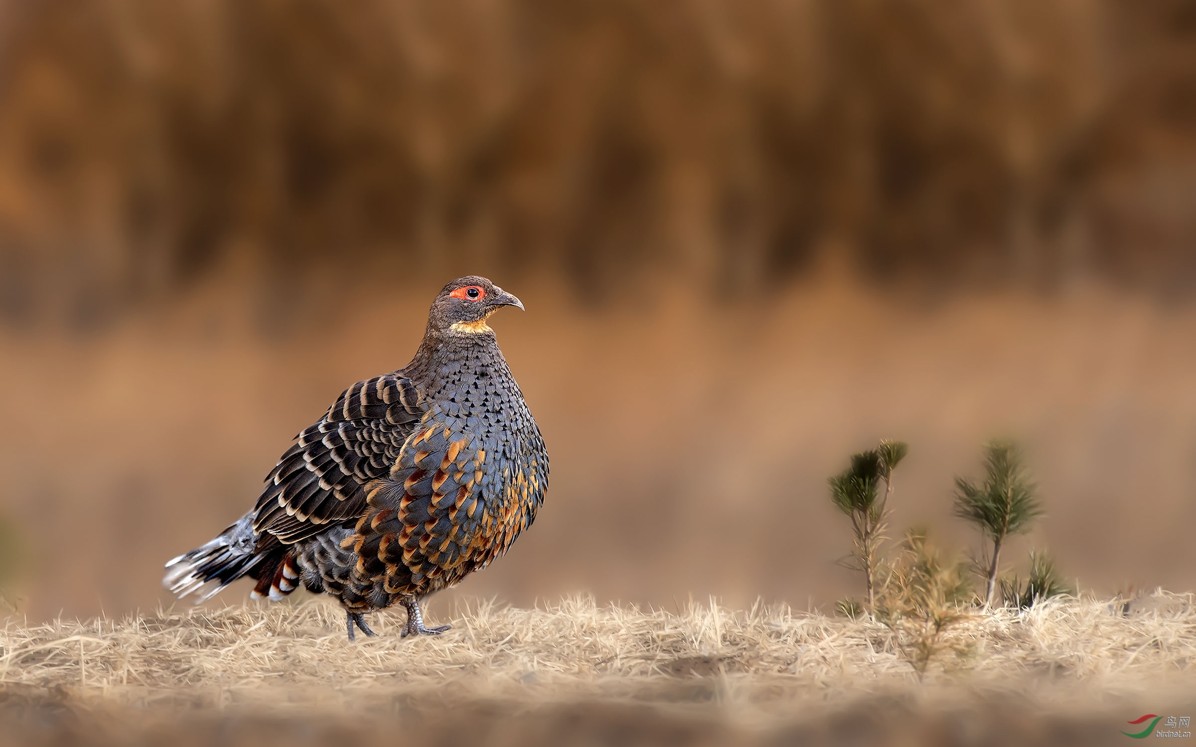 黄喉雉鹑 荣获首页精华>