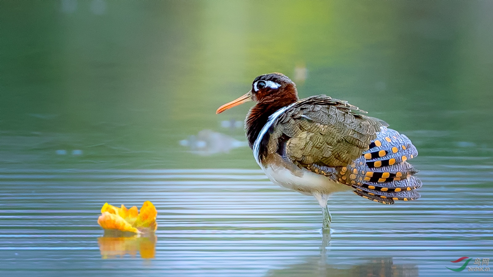 彩鹬贺鸟类精华