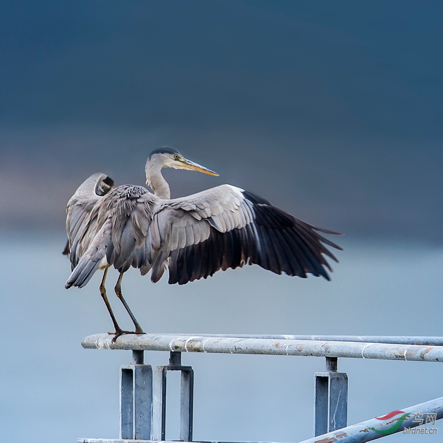 ���Ź���