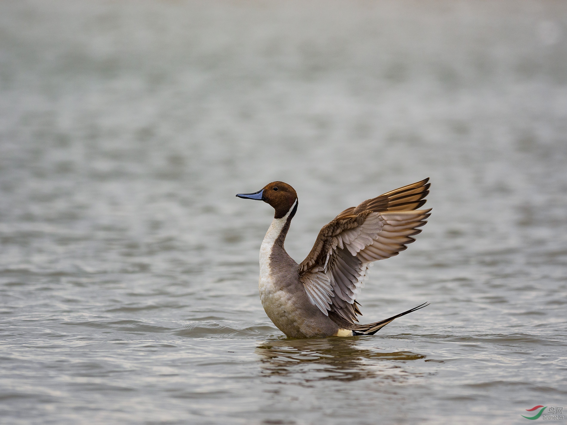 P2249987-a.jpg