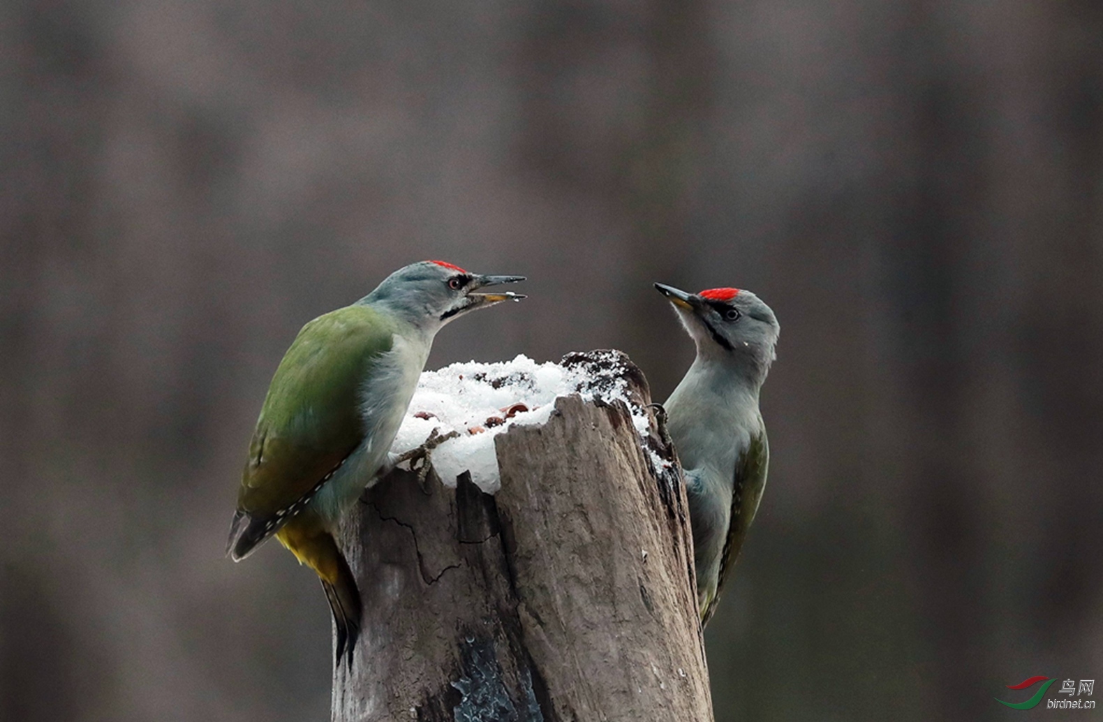 灰绿啄木鸟之《哥俩好》