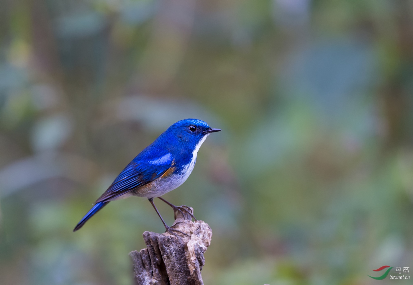 蓝眉林鸲乌溜溜的大眼睛