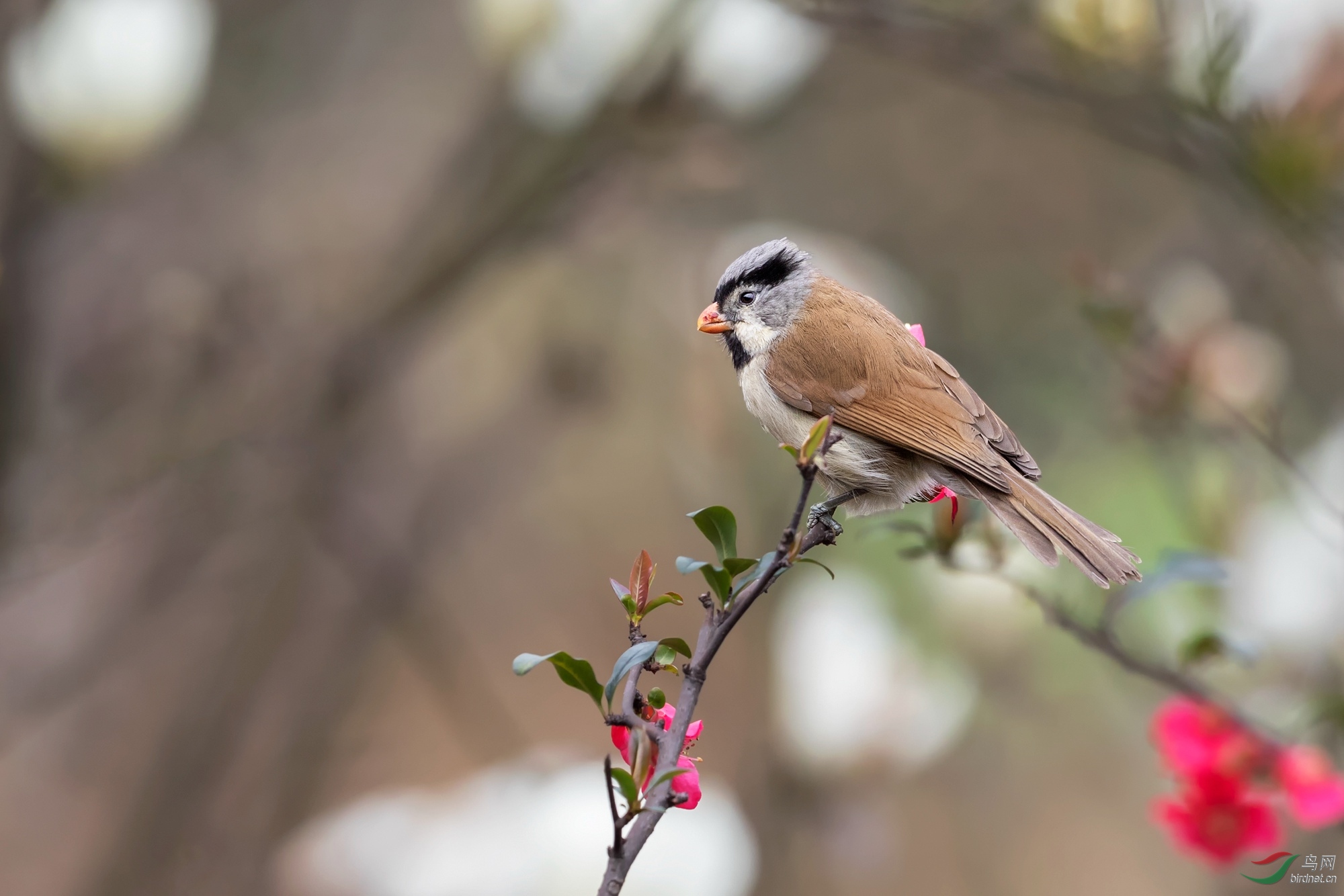 摧花高手灰头鸦雀