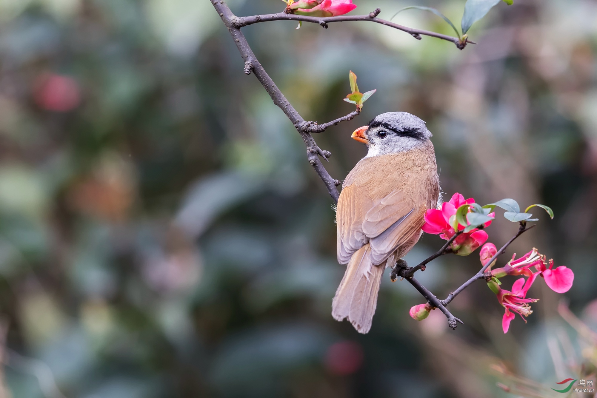 摧花高手灰头鸦雀
