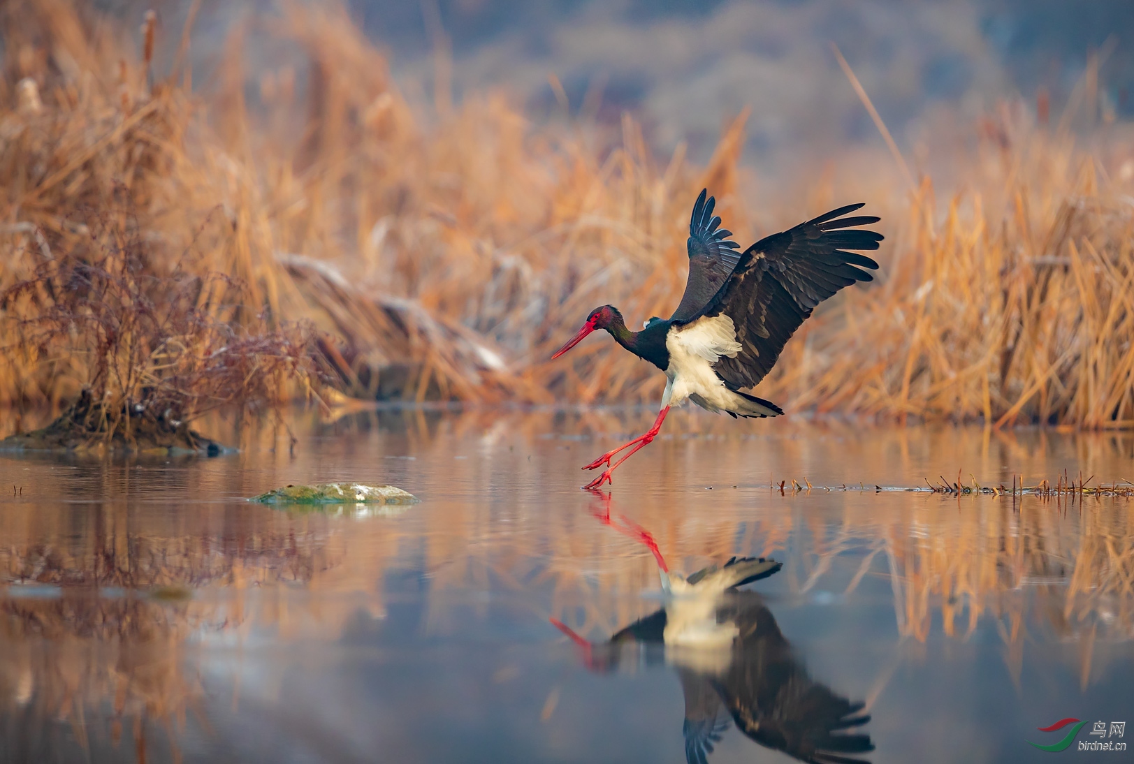 黑鹳- 宁夏版 ningxia 鸟网