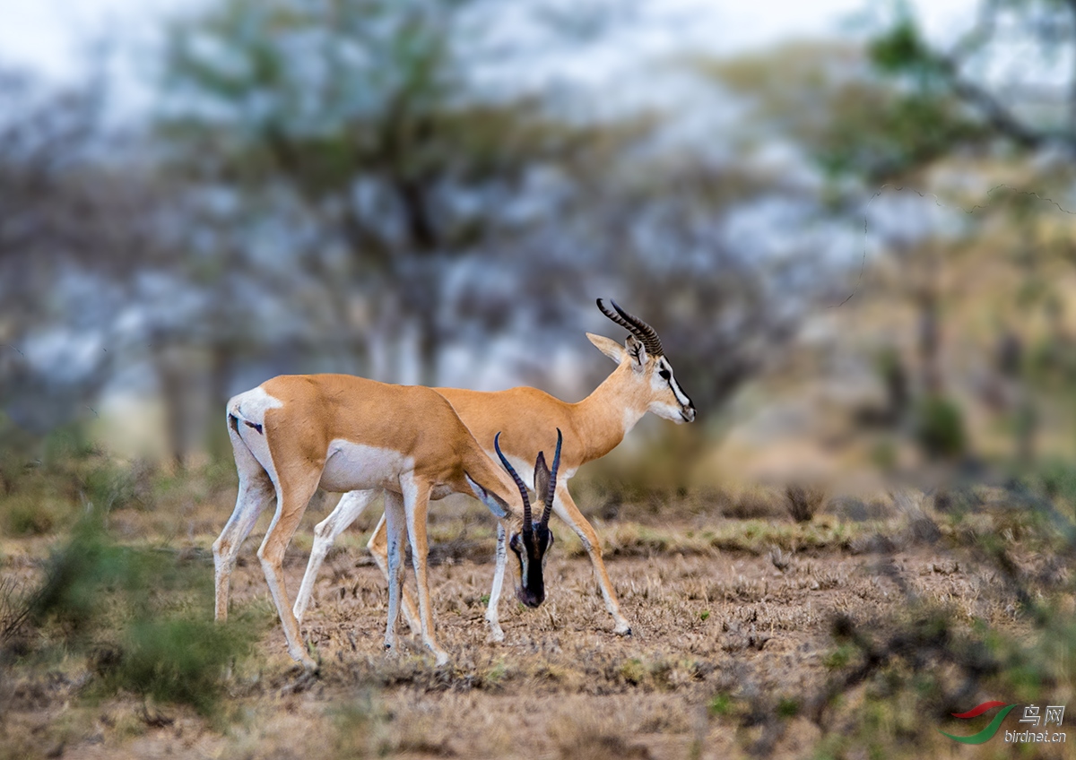 埃塞俄比亚普氏羚羊
