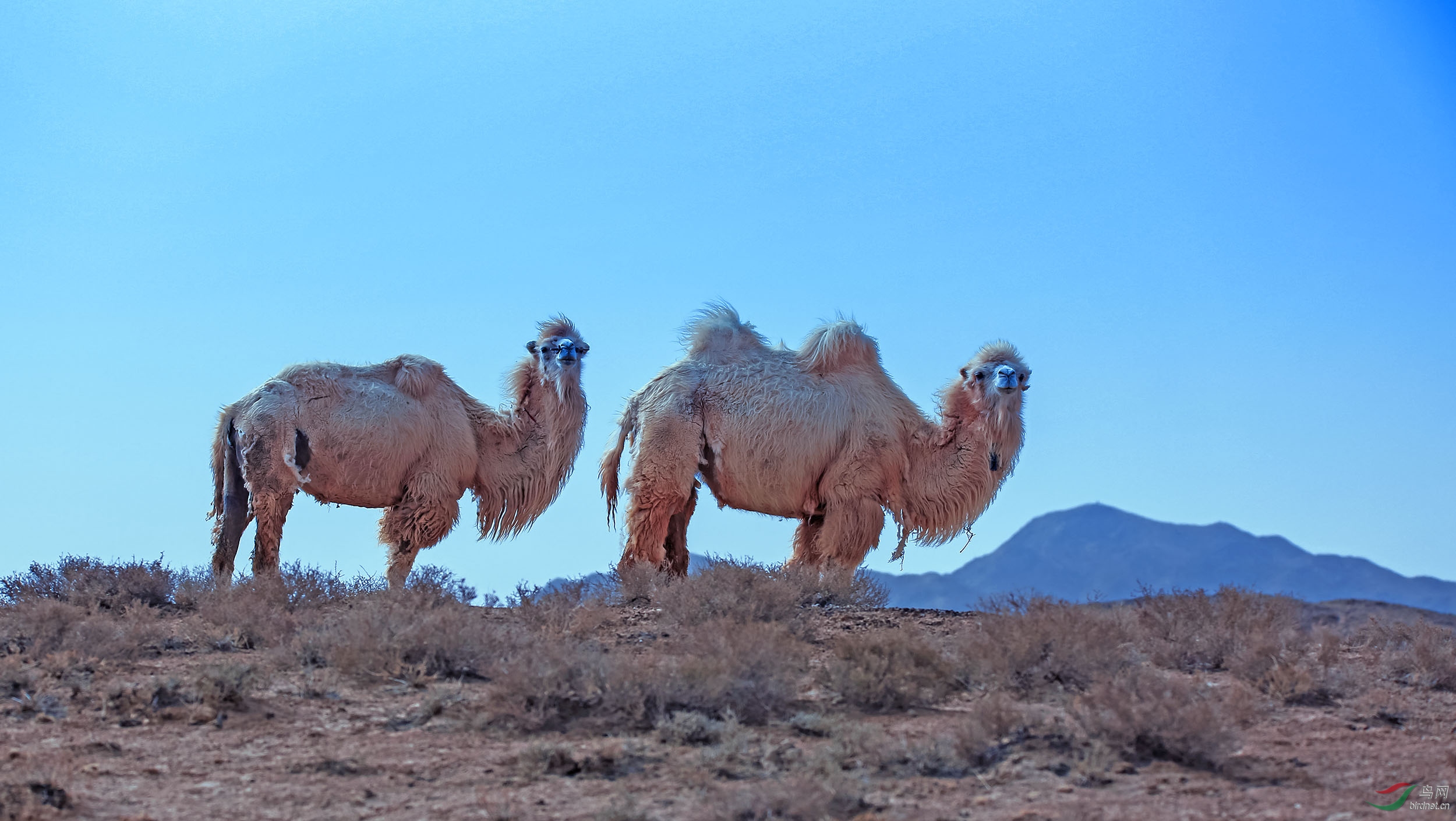 单峰白骆驼图片图片