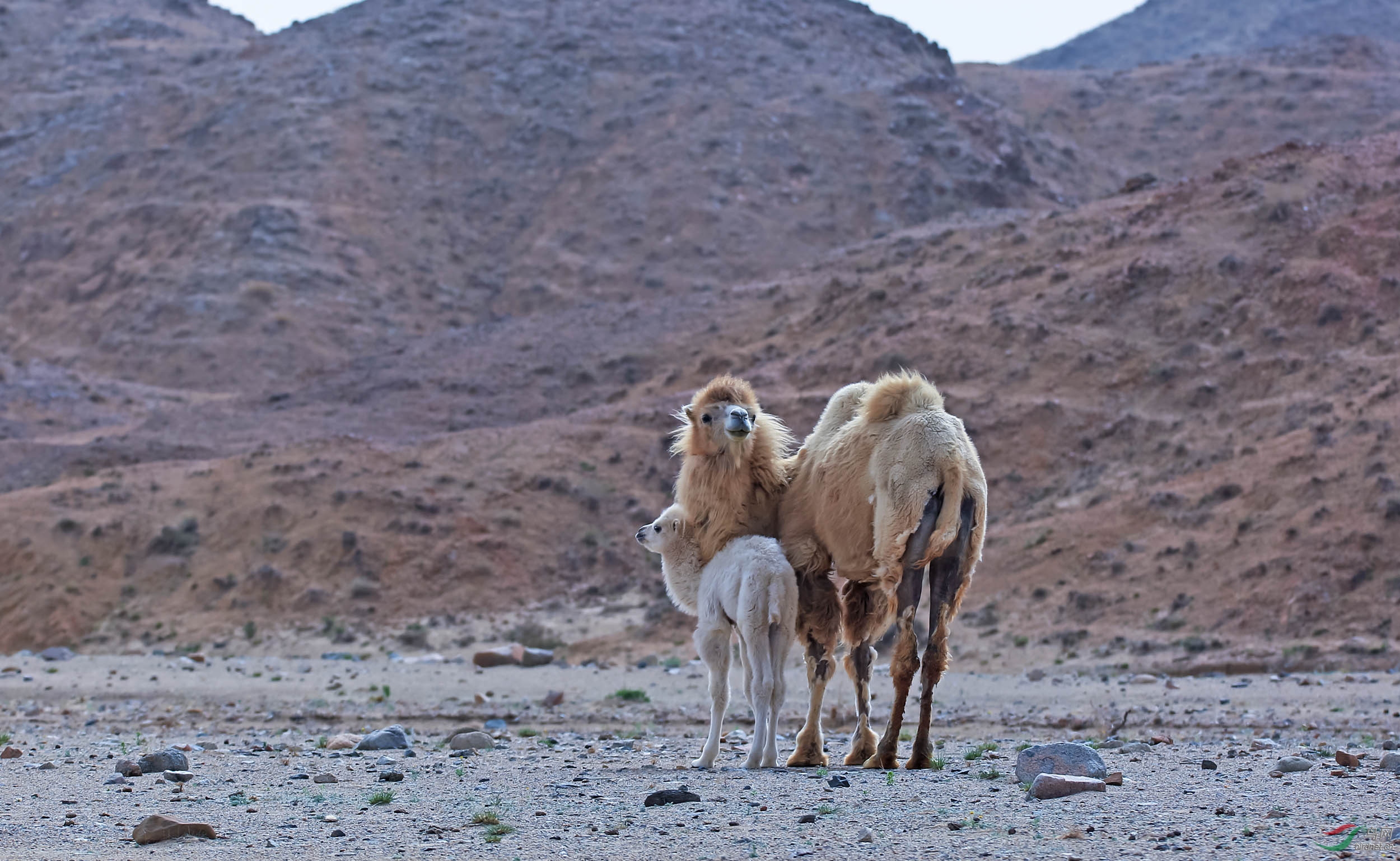骆驼母子