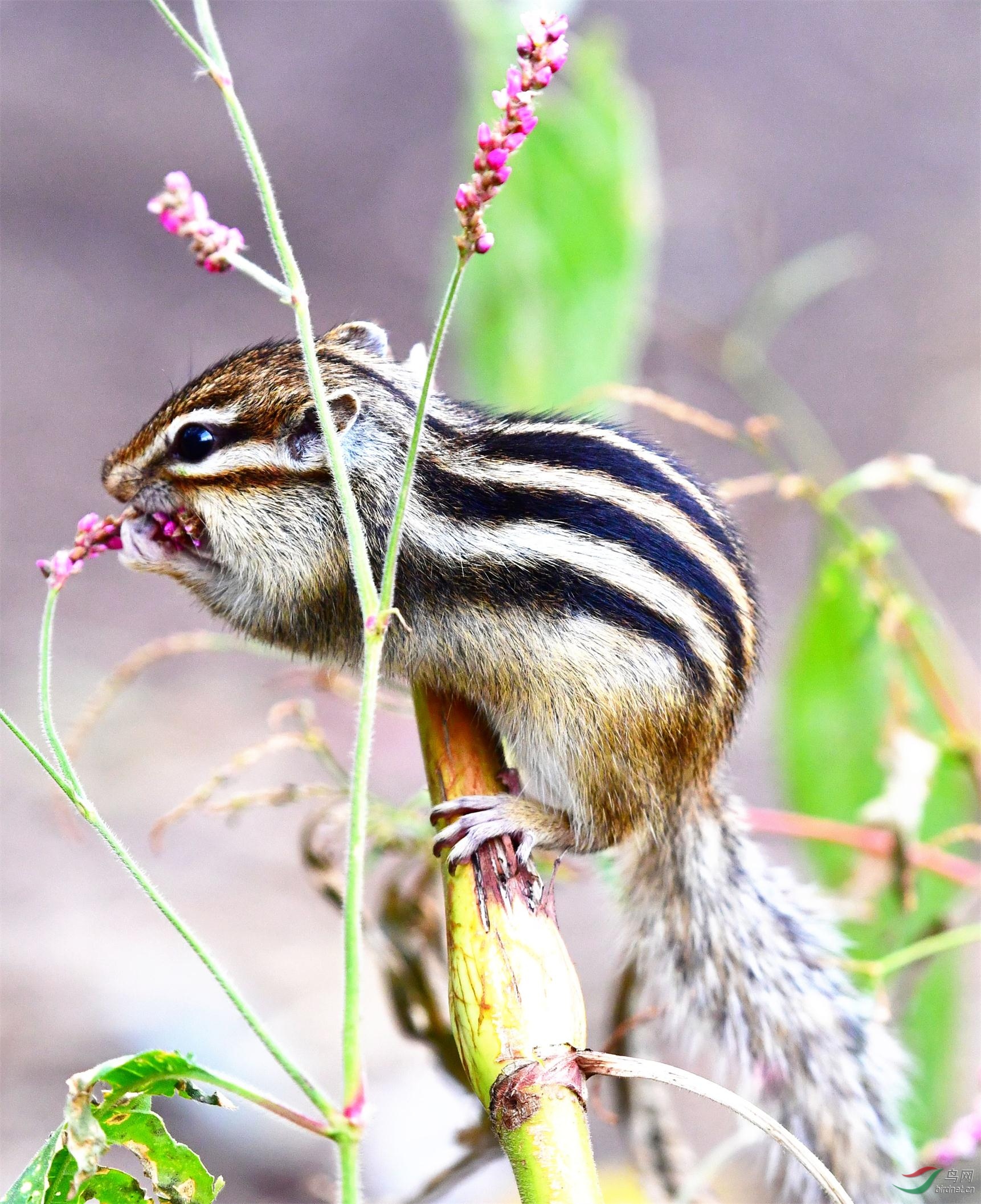 花栗鼠