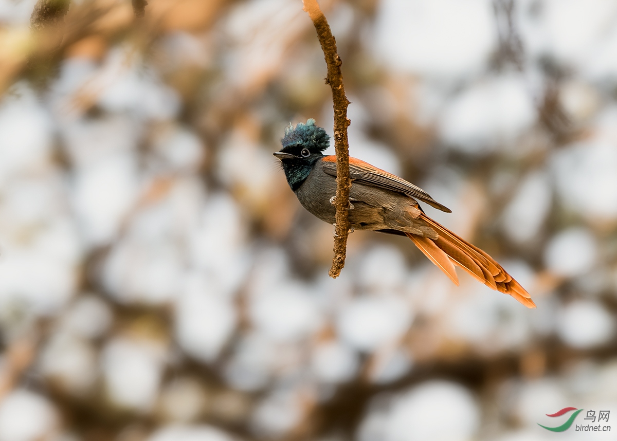 DSC_2655-1.jpg