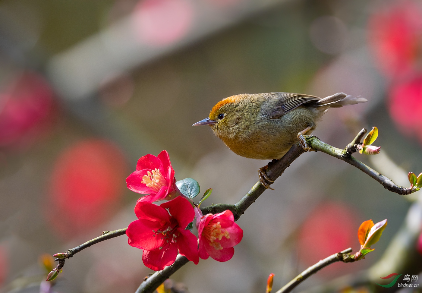 春花鸟图:红头穗鹛