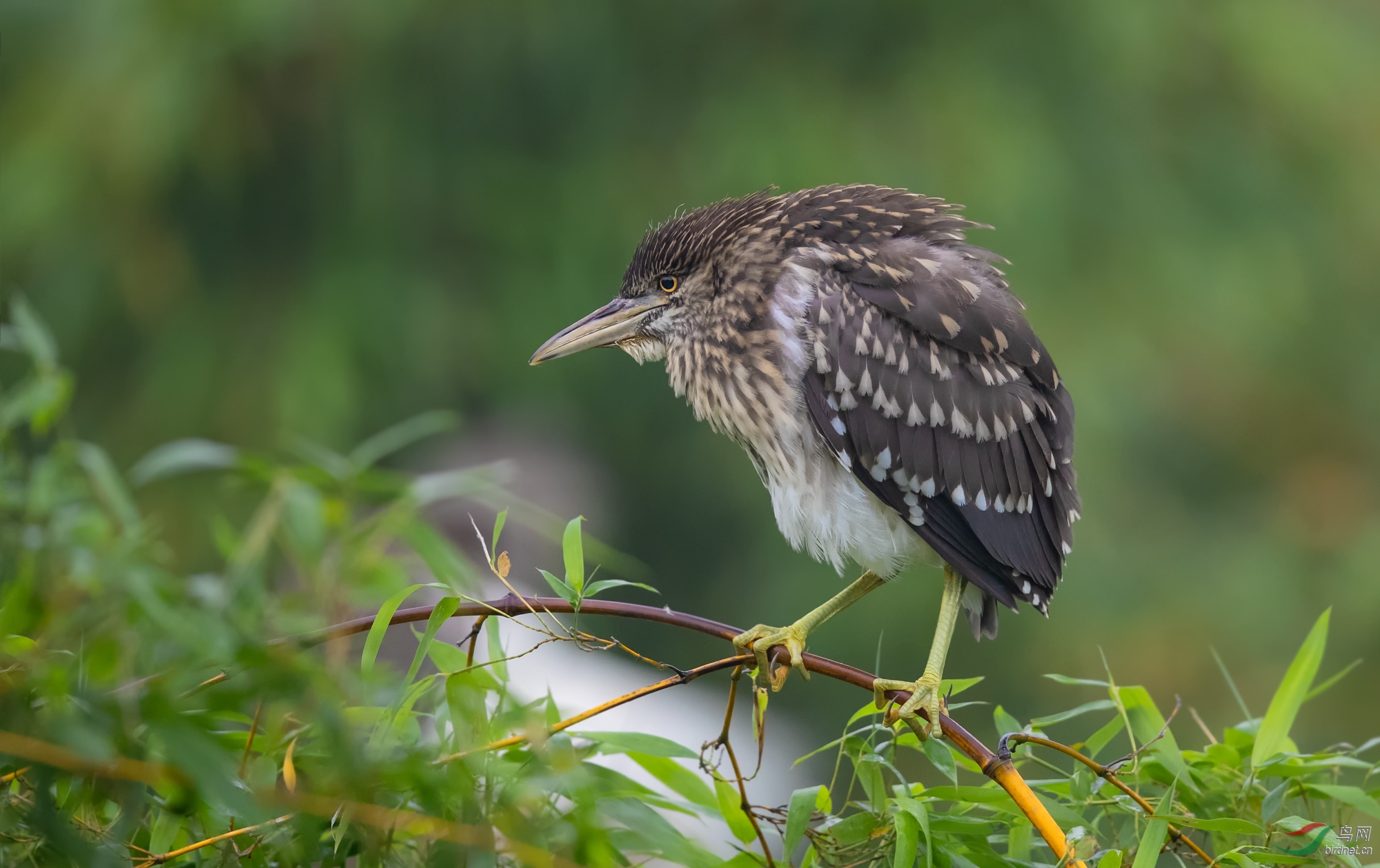 [鸟类] 夜鹭宝宝--看着很严肃