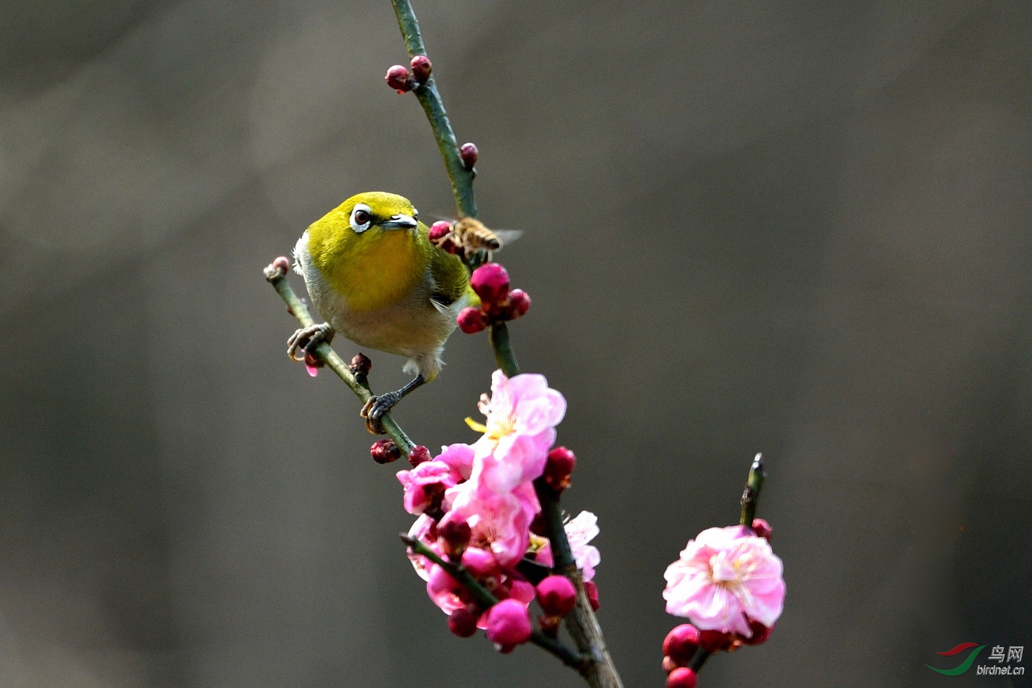 �����Ͼ�÷��ɽ