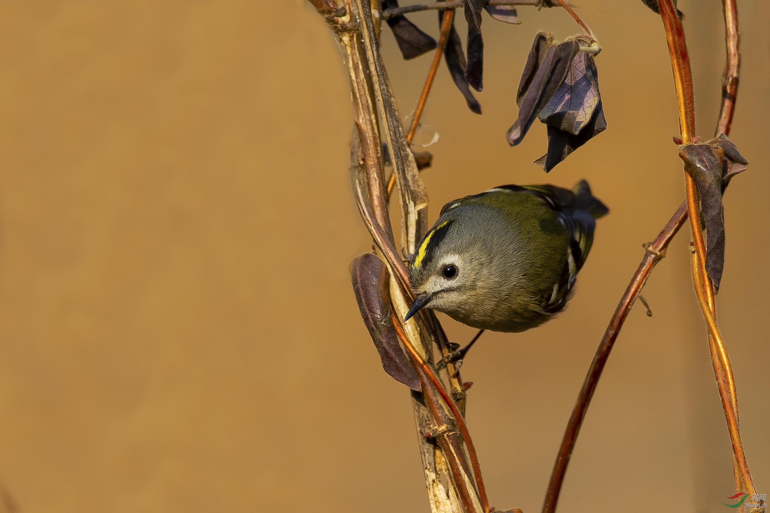 活泼可爱的小鸟戴菊