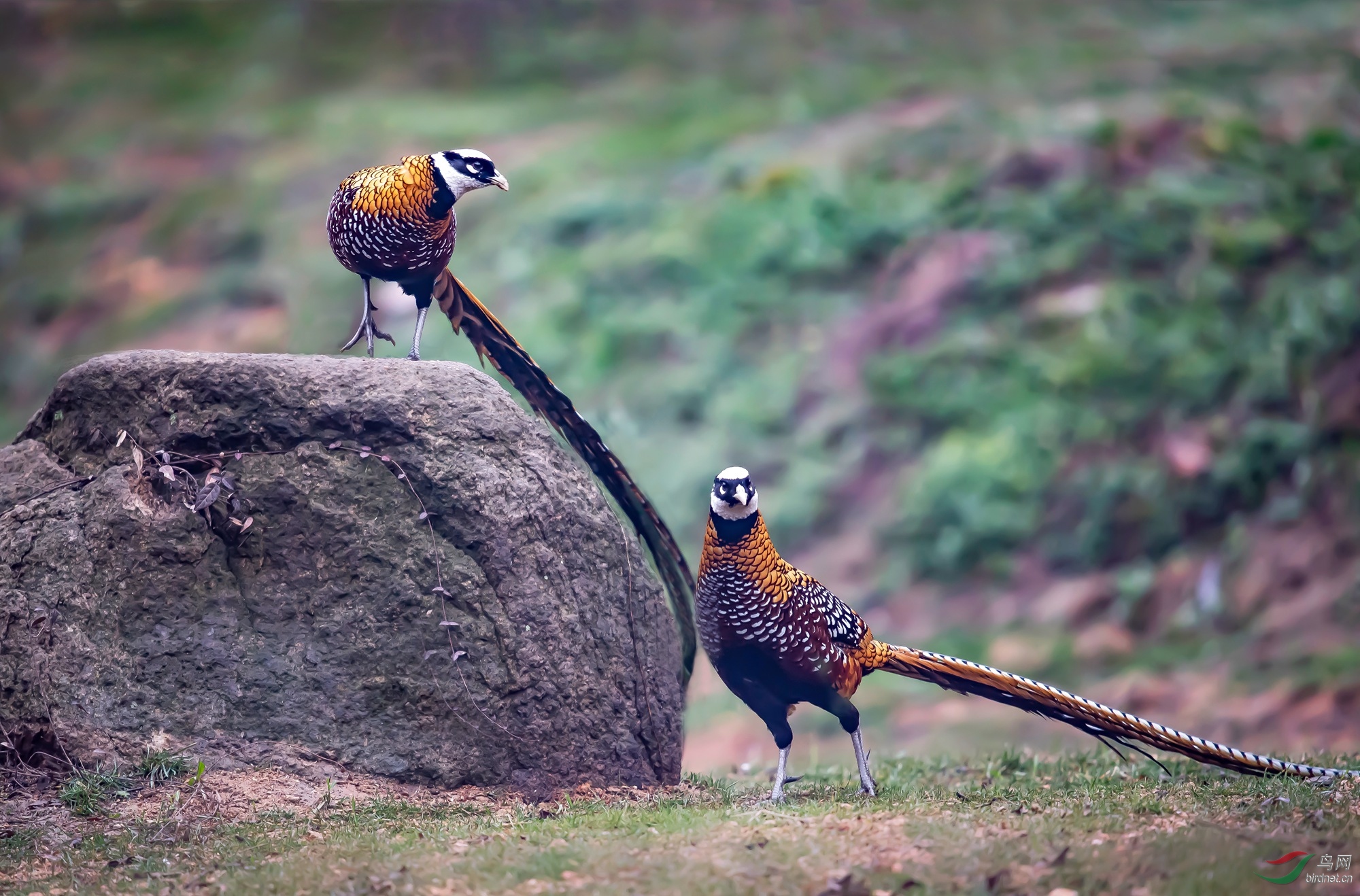 白冠长尾雉视频