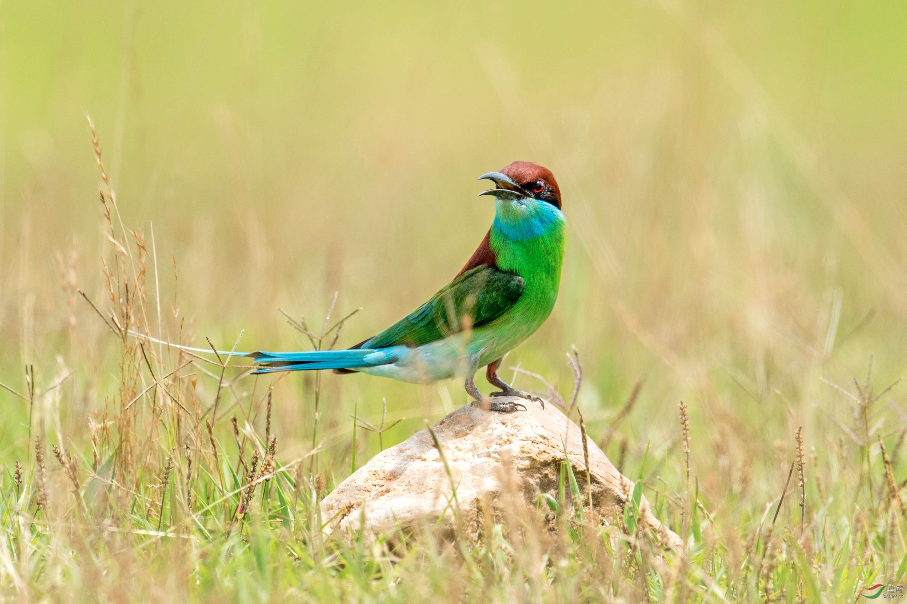 蓝喉蜂虎 - 河南版 henan 鸟网