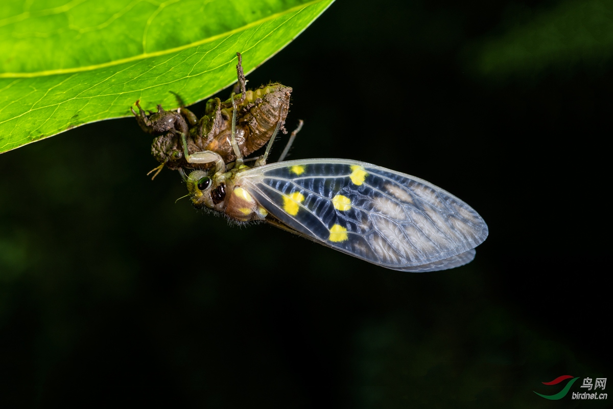 _DSC4520N.jpg