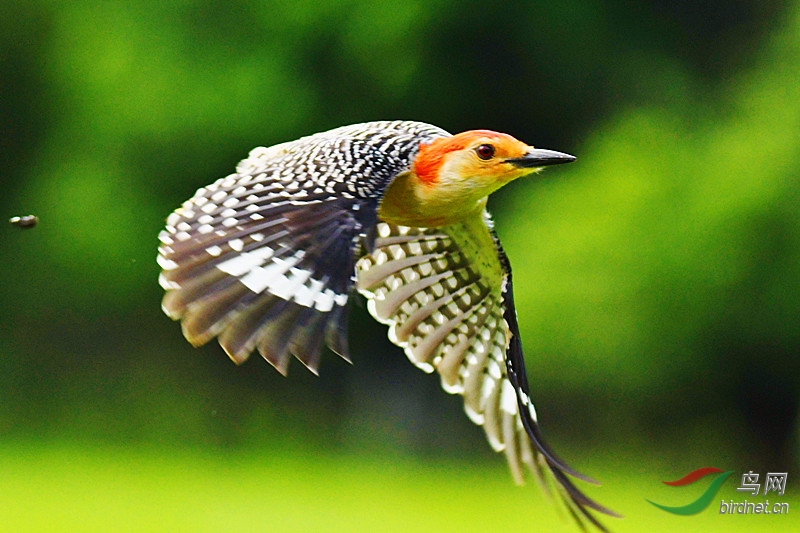 赤腹啄木鸟飞翔图