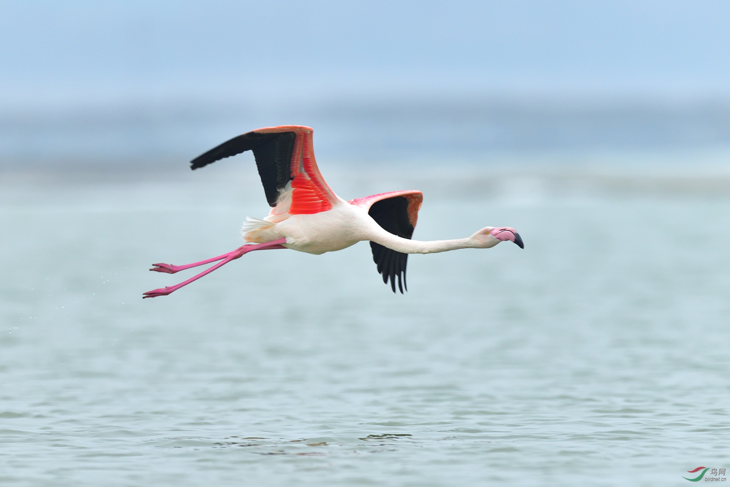 DSC_5944_00001_02剪裁 鸟网.jpg