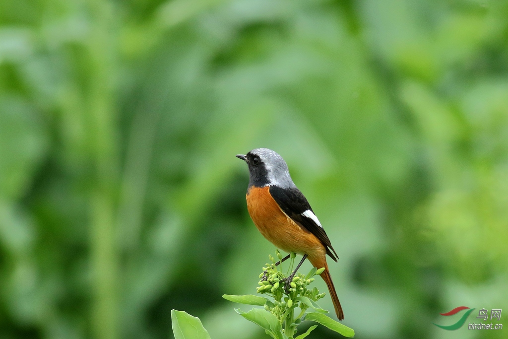 北红尾鸲 - 上海版 shanghai 鸟网