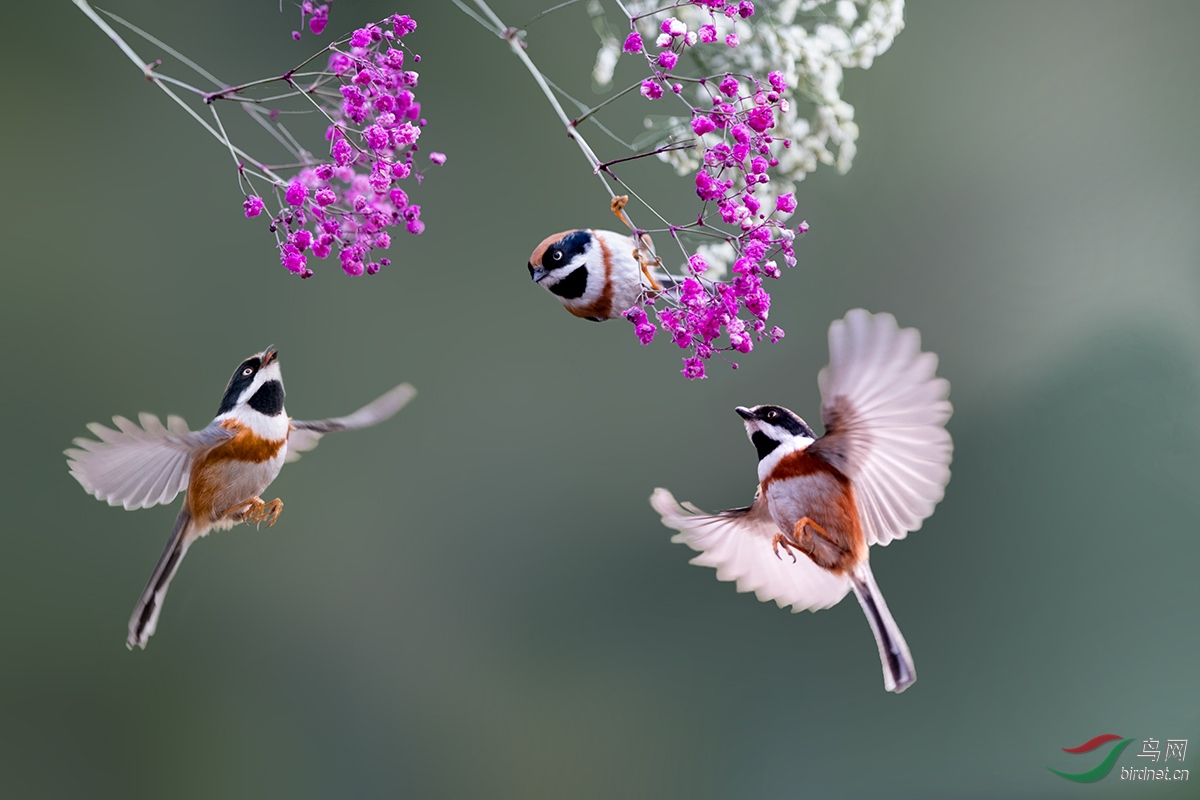 梅花鳥圖